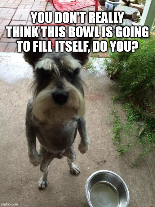 Angry dog wants more water. | YOU DON'T REALLY THINK THIS BOWL IS GOING TO FILL ITSELF, DO YOU? | image tagged in angry dog | made w/ Imgflip meme maker
