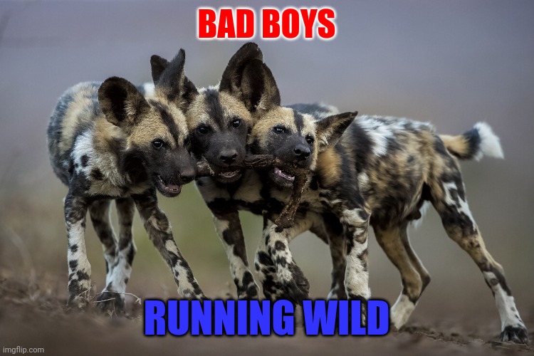 Bad Boys Running Wild | BAD BOYS; RUNNING WILD | image tagged in funny memes | made w/ Imgflip meme maker