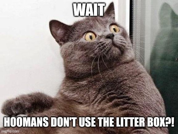 Surprised cat | WAIT; HOOMANS DON'T USE THE LITTER BOX?! | image tagged in surprised cat,memes,funny | made w/ Imgflip meme maker