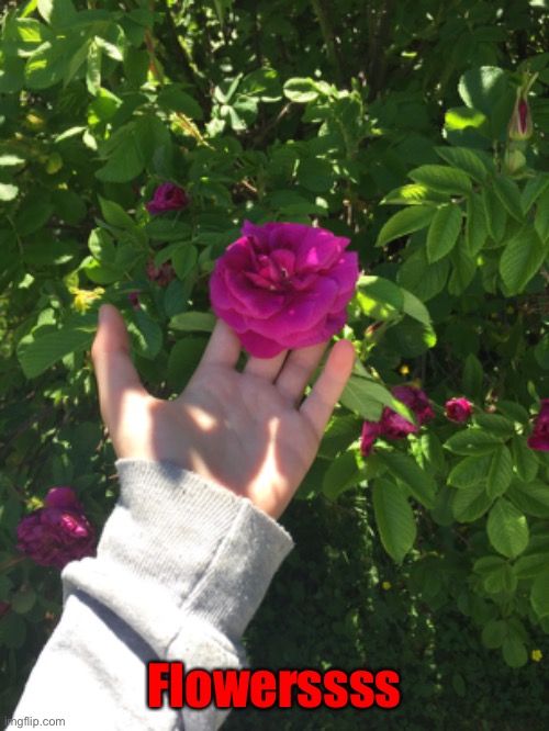 Flowerssss | made w/ Imgflip meme maker