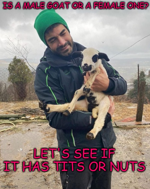 Murat Unalmis (the Demir and Gulcemal actor) and a goat | IS A MALE GOAT OR A FEMALE ONE? LET'S SEE IF IT HAS TITS OR NUTS | made w/ Imgflip meme maker