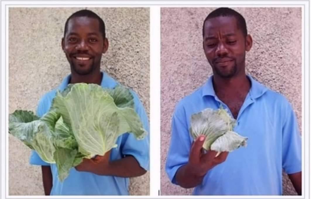 High Quality cabbage compare Blank Meme Template