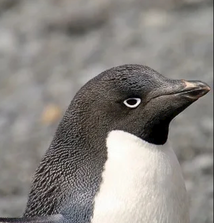High Quality penguin side eye Blank Meme Template