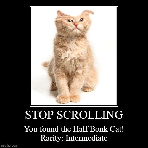 Half Bonk Cat! (not spam i uploaded it only this time) | STOP SCROLLING | You found the Half Bonk Cat!
Rarity: Intermediate | image tagged in funny,demotivationals | made w/ Imgflip demotivational maker