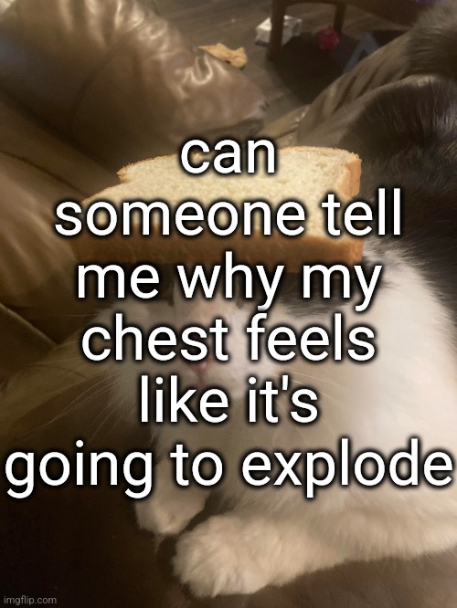 bread cat | can someone tell me why my chest feels like it's going to explode | image tagged in bread cat | made w/ Imgflip meme maker