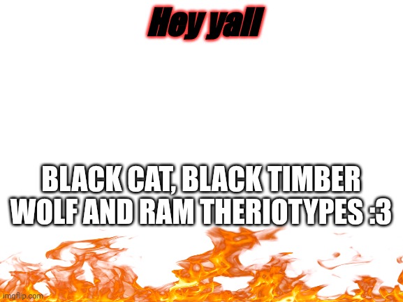 Blank White Template | Hey yall; BLACK CAT, BLACK TIMBER WOLF AND RAM THERIOTYPES :3 | image tagged in blank white template | made w/ Imgflip meme maker