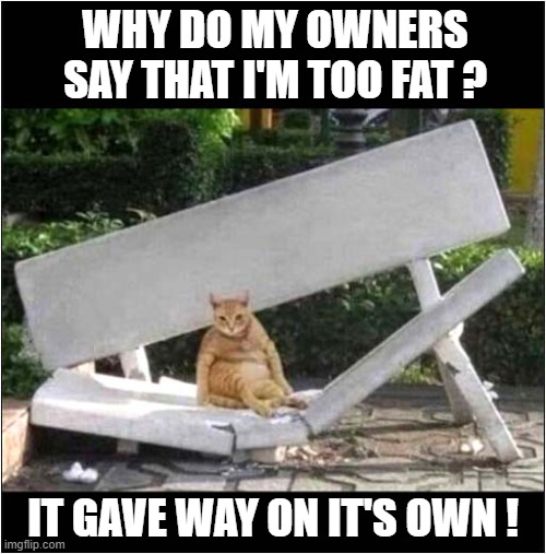 A Fat Cat ? | WHY DO MY OWNERS SAY THAT I'M TOO FAT ? IT GAVE WAY ON IT'S OWN ! | image tagged in cats,fat,bench,collapse | made w/ Imgflip meme maker