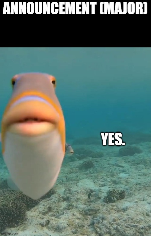 staring fish | ANNOUNCEMENT (MAJOR) YES. | image tagged in staring fish | made w/ Imgflip meme maker