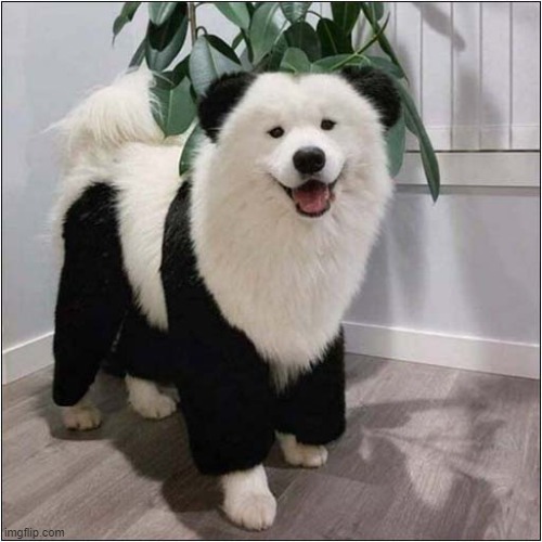Panda Dog ! | image tagged in dogs,panda | made w/ Imgflip meme maker