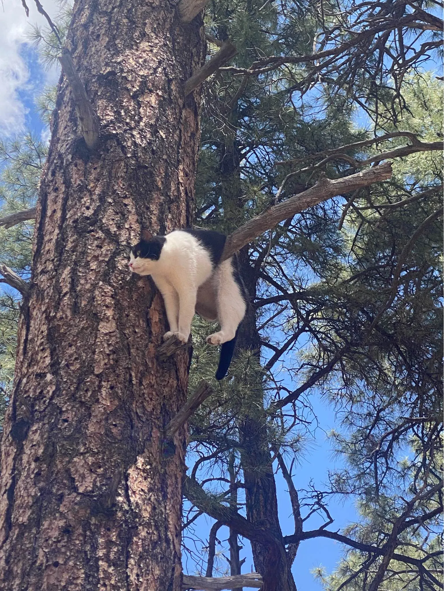 Cat stuck in tree Blank Meme Template