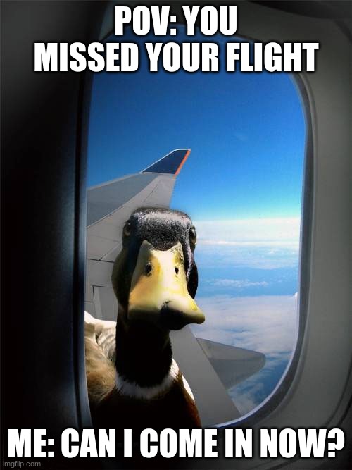 duck | POV: YOU MISSED YOUR FLIGHT; ME: CAN I COME IN NOW? | image tagged in duck plane window | made w/ Imgflip meme maker