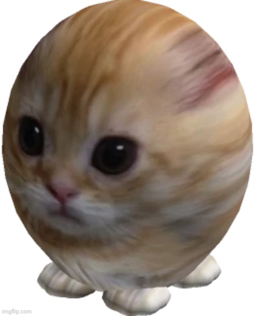 egg gato | image tagged in egg gato | made w/ Imgflip meme maker