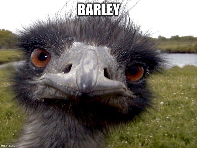 Barley the emu | BARLEY | image tagged in emu face,emu,memes,barley | made w/ Imgflip meme maker
