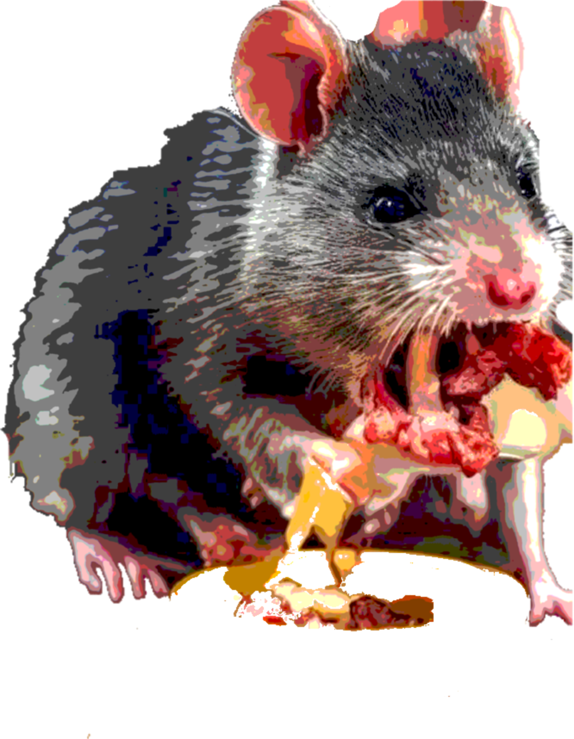 Rata comiendo carne Blank Meme Template