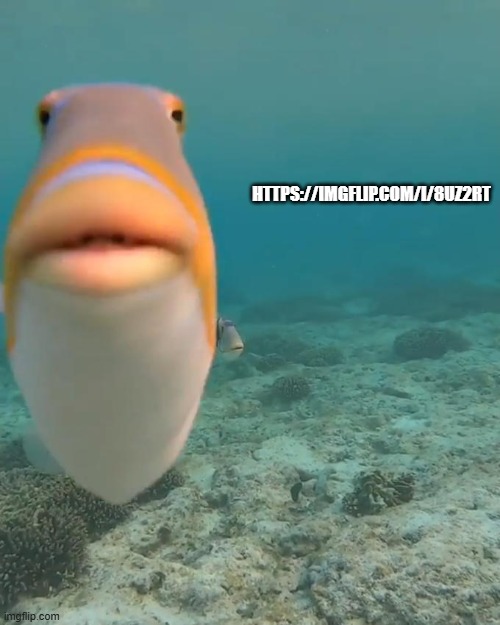 staring fish | HTTPS://IMGFLIP.COM/I/8UZ2RT | image tagged in staring fish | made w/ Imgflip meme maker
