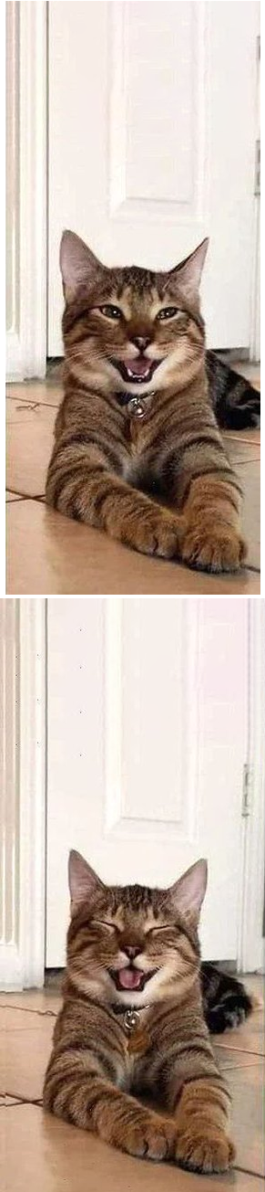 Joking Cat Blank Meme Template