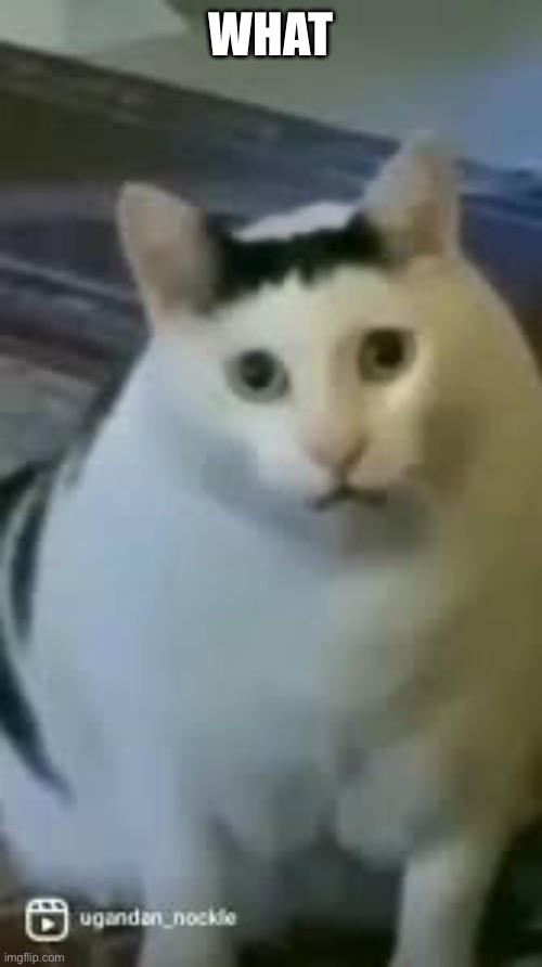 Huh Cat | WHAT | image tagged in huh cat | made w/ Imgflip meme maker
