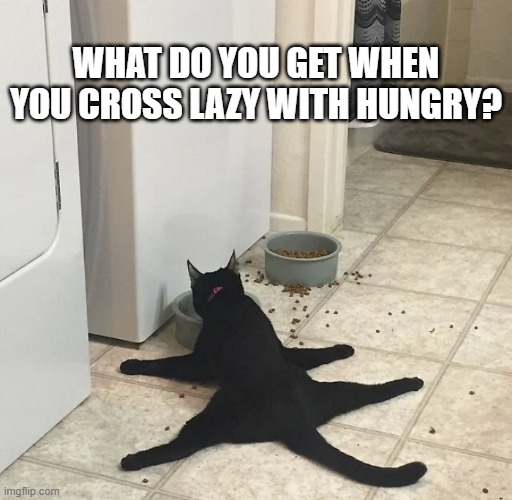 memes by Brad - cross a cat with hungry and lazy and you get this | WHAT DO YOU GET WHEN YOU CROSS LAZY WITH HUNGRY? | image tagged in funny,cats,funny cat memes,kitten,humor,cute kittens | made w/ Imgflip meme maker
