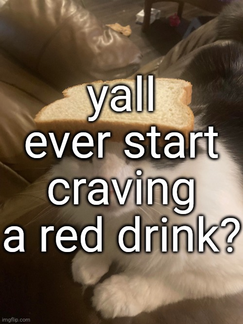 no specific flavor, just red | yall ever start craving a red drink? | image tagged in bread cat | made w/ Imgflip meme maker