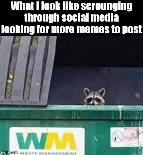 Waste Memeagement | What I look like scrounging through social media looking for more memes to post | image tagged in racoon,dumpster,dive,social media,garbage,memes | made w/ Imgflip meme maker