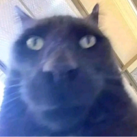 High Quality Cat face Blank Meme Template