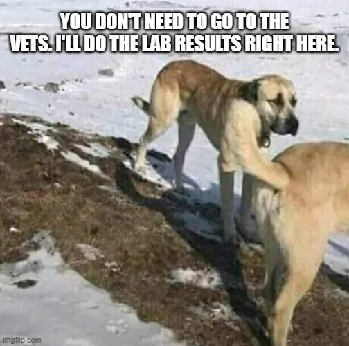 memes by Brad - Dog doing cavity search on another dog | YOU DON'T NEED TO GO TO THE VETS. I'LL DO THE LAB RESULTS RIGHT HERE. | image tagged in funny,fun,funny dog memes,humor,funny memes,veterinarian | made w/ Imgflip meme maker