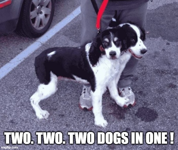 memes by Brad - two dogs in one humor | TWO. TWO. TWO DOGS IN ONE ! | image tagged in funny,fun,dogs,funny dogs,humor,optical illusion | made w/ Imgflip meme maker
