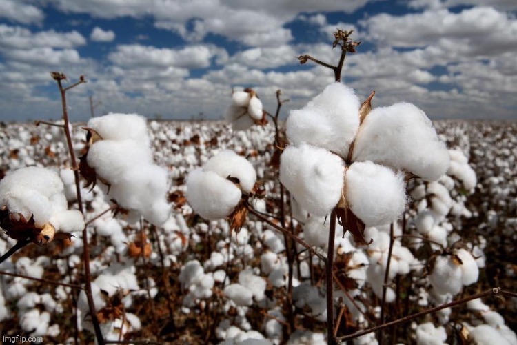 Cotton fields forever  | image tagged in cotton fields forever | made w/ Imgflip meme maker