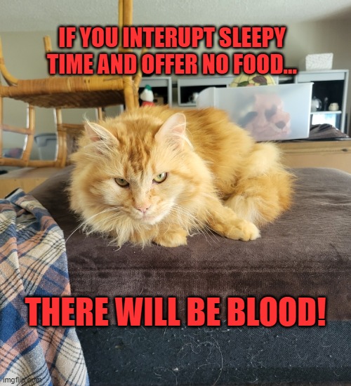 Catitude | IF YOU INTERUPT SLEEPY TIME AND OFFER NO FOOD... THERE WILL BE BLOOD! | image tagged in grumpy cat | made w/ Imgflip meme maker
