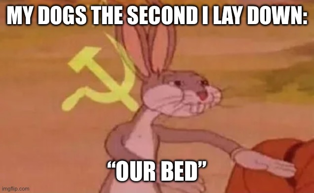 Bugs bunny communist | MY DOGS THE SECOND I LAY DOWN:; “OUR BED” | image tagged in bugs bunny communist | made w/ Imgflip meme maker