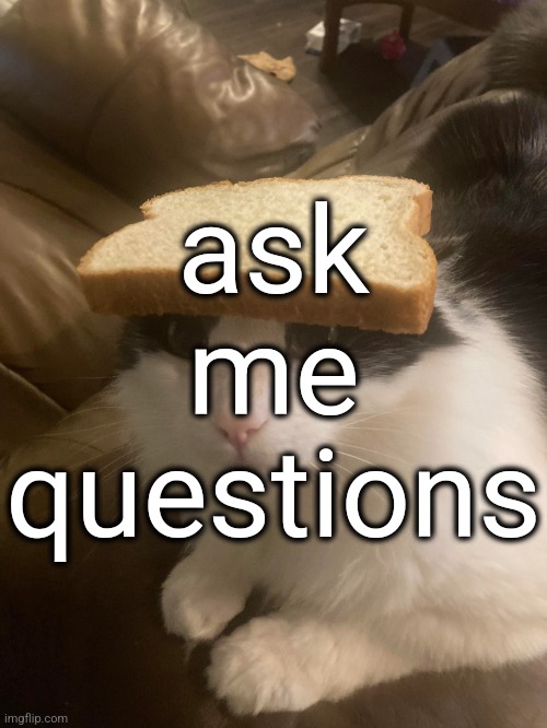 bread cat | ask me questions | image tagged in bread cat | made w/ Imgflip meme maker