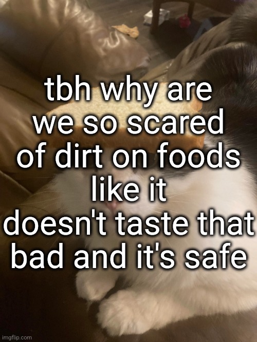 bread cat | tbh why are we so scared of dirt on foods like it doesn't taste that bad and it's safe | image tagged in bread cat | made w/ Imgflip meme maker