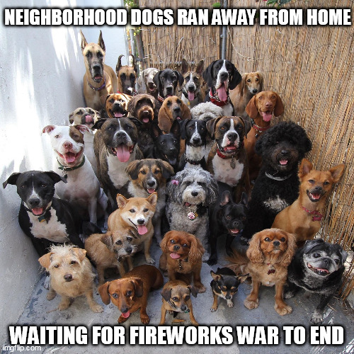 Dogs Waiting For Fireworks War To End | NEIGHBORHOOD DOGS RAN AWAY FROM HOME; WAITING FOR FIREWORKS WAR TO END | image tagged in puppies | made w/ Imgflip meme maker