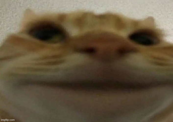 belug | image tagged in belug | made w/ Imgflip meme maker