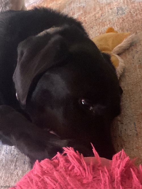 guys here’s one of my dogs | made w/ Imgflip meme maker