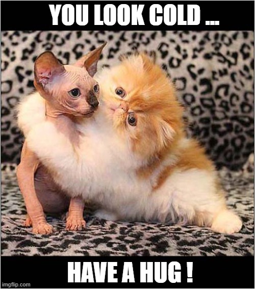 Hairy Cat To The Rescue ! | YOU LOOK COLD ... HAVE A HUG ! | image tagged in cats,hairy,hairless,hug | made w/ Imgflip meme maker