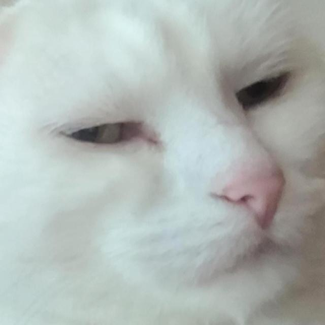 High Quality suspicious white cat Blank Meme Template