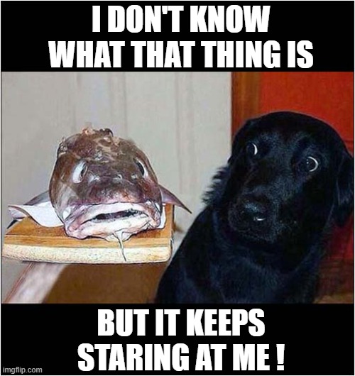 It's Behind You ! | I DON'T KNOW WHAT THAT THING IS; BUT IT KEEPS STARING AT ME ! | image tagged in dogs,fish,its behind you | made w/ Imgflip meme maker