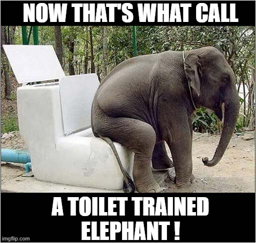 Impressive Bathroom Technology ! | NOW THAT'S WHAT CALL; A TOILET TRAINED
ELEPHANT ! | image tagged in elephants,toilets | made w/ Imgflip meme maker