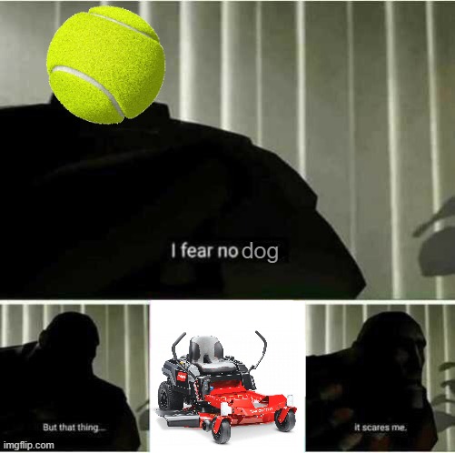 NOT THE BLADES | dog | image tagged in i fear no man,tennis ball,dogs,jkajakjsihsdikshg | made w/ Imgflip meme maker