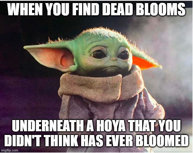 Dead Hoya blooms | WHEN YOU FIND DEAD BLOOMS; UNDERNEATH A HOYA THAT YOU DIDN'T THINK HAS EVER BLOOMED | image tagged in sad baby yoda | made w/ Imgflip meme maker