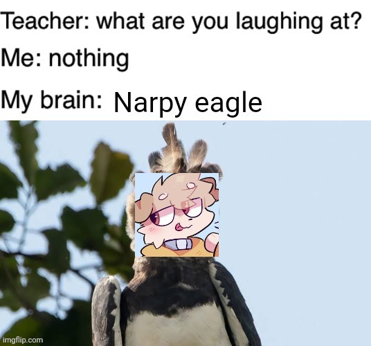Something is wrong with my brain. (Art credit: narpy, photo credit: Crees Manu, I put the art over the image of a harpy eagle) | image tagged in furry,funny,teacher what are you laughing at,memes,art,narpy | made w/ Imgflip meme maker