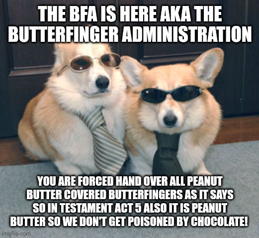 BFA OPEN UP!! | THE BFA IS HERE AKA THE BUTTERFINGER ADMINISTRATION; YOU ARE FORCED HAND OVER ALL PEANUT BUTTER COVERED BUTTERFINGERS AS IT SAYS SO IN TESTAMENT ACT 5 ALSO IT IS PEANUT BUTTER SO WE DON'T GET POISONED BY CHOCOLATE! | image tagged in corgis in suits,butterfingers | made w/ Imgflip meme maker