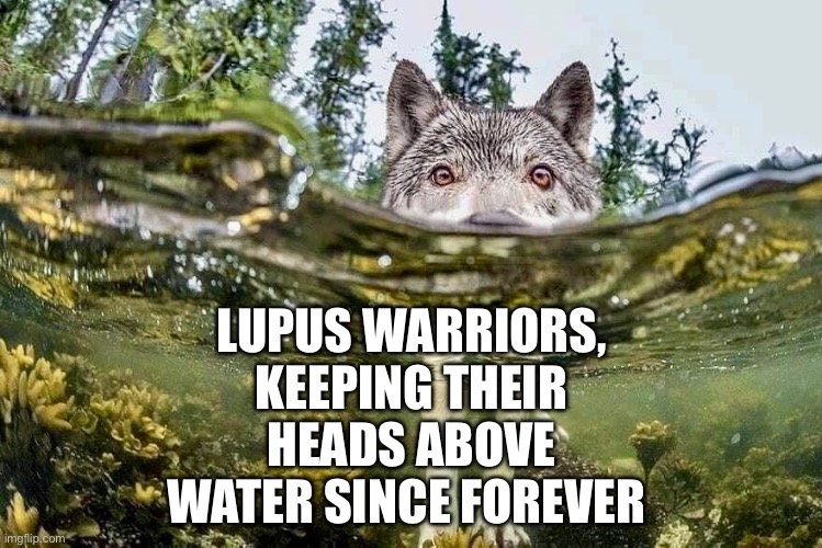 Keep Your Lupus Head Above Water | LUPUS WARRIORS, KEEPING THEIR HEADS ABOVE WATER SINCE FOREVER | image tagged in illness,sick,sickness,wolf,disease | made w/ Imgflip meme maker