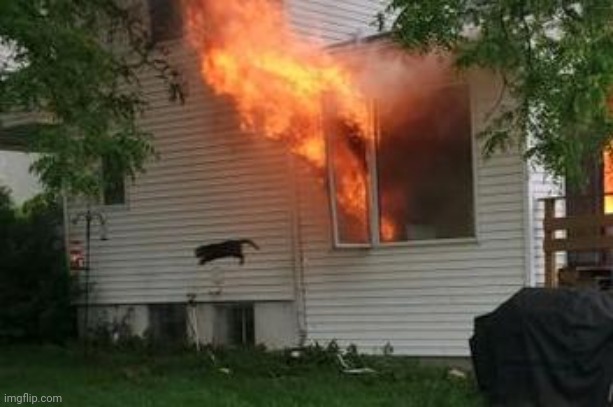 Cat jumping out of house in fire | image tagged in cat jumping out of house in fire | made w/ Imgflip meme maker