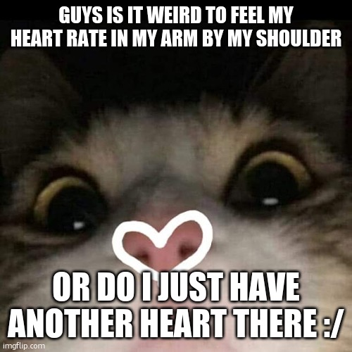 idk ok | GUYS IS IT WEIRD TO FEEL MY HEART RATE IN MY ARM BY MY SHOULDER; OR DO I JUST HAVE ANOTHER HEART THERE :/ | image tagged in what,cat | made w/ Imgflip meme maker