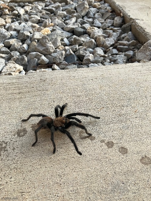 A tarantula I found when I visited Tulsa a month ago | made w/ Imgflip meme maker