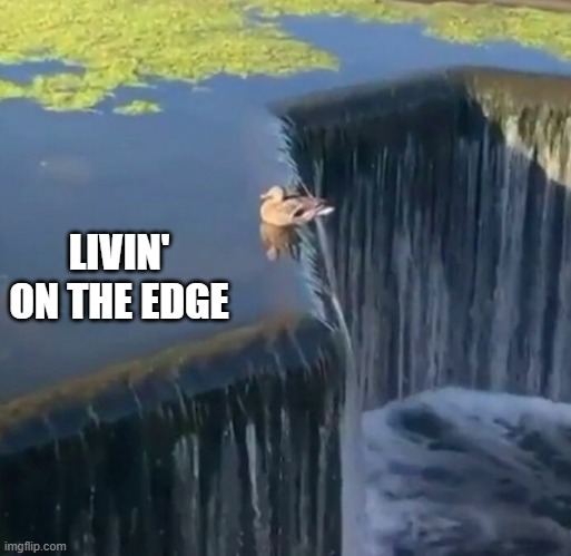 memes by Brad - Living on the edge | LIVIN' ON THE EDGE | image tagged in funny,fun,ducks,living the dream,humor,funny meme | made w/ Imgflip meme maker