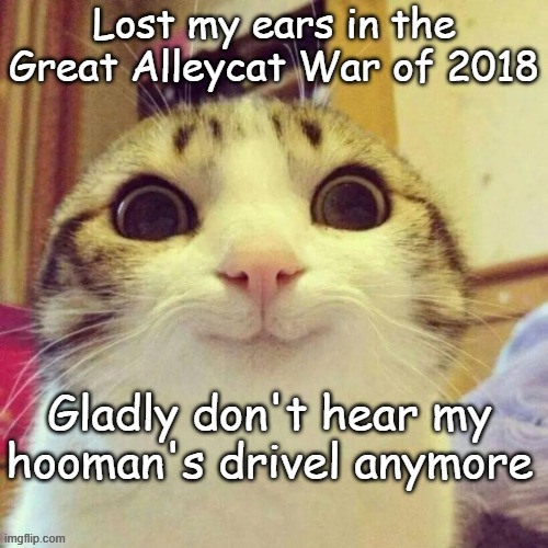 The freat alleycat war, lost my ears | image tagged in ears,alley cat,war,hooman | made w/ Imgflip meme maker