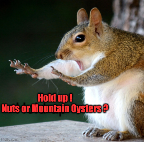 Hold Up Squirrel | Hold up !
Nuts or Mountain Oysters ? | image tagged in hold up squirrel | made w/ Imgflip meme maker